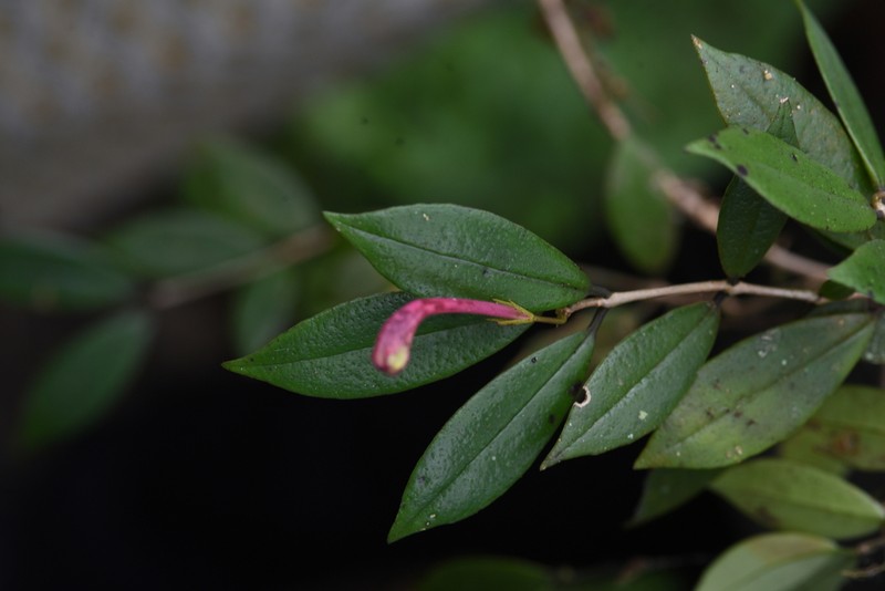 Aeschynanthus perrottetii photo 8