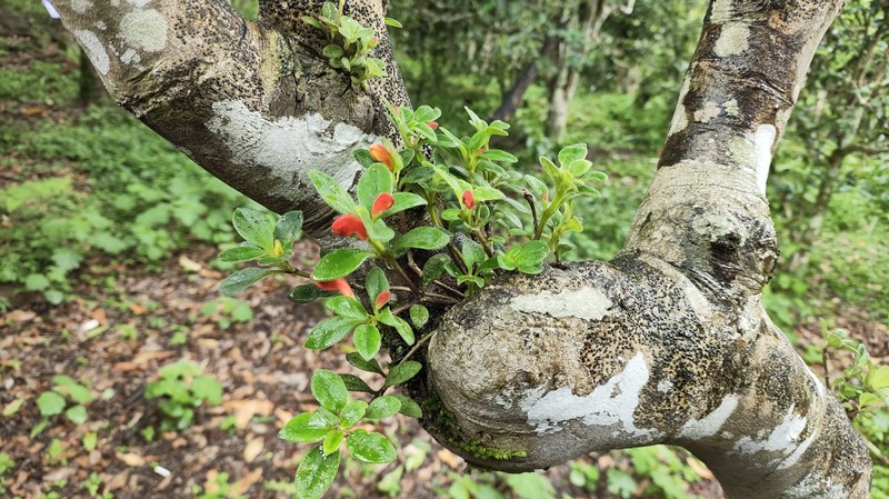 Aeschynanthus persimilis photo 2