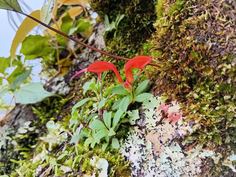 Aeschynanthus persimilis photo 3