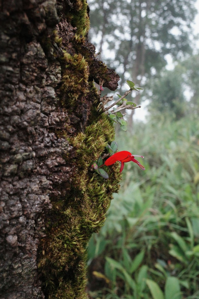 Aeschynanthus persimilis photo 4