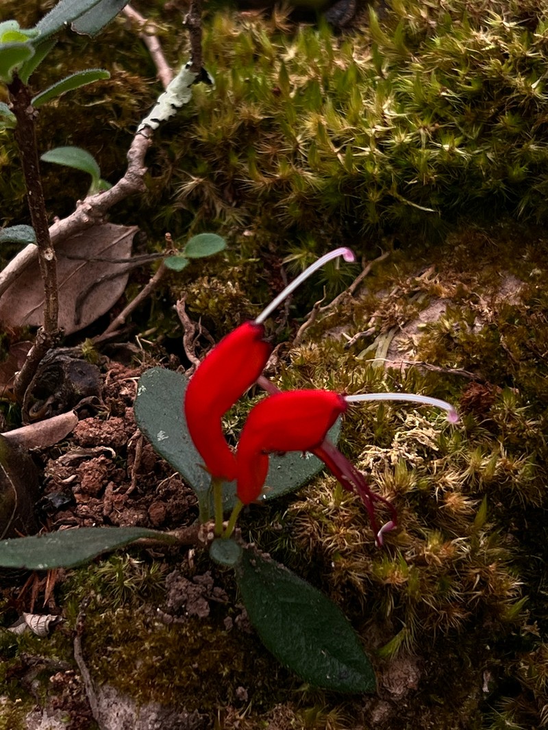 Aeschynanthus persimilis photo 5
