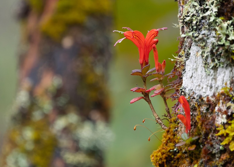 Aeschynanthus persimilis photo 6
