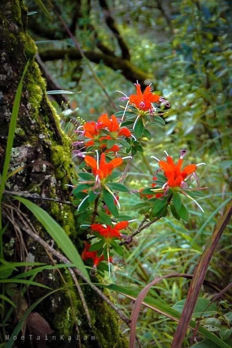 Aeschynanthus persimilis photo 7