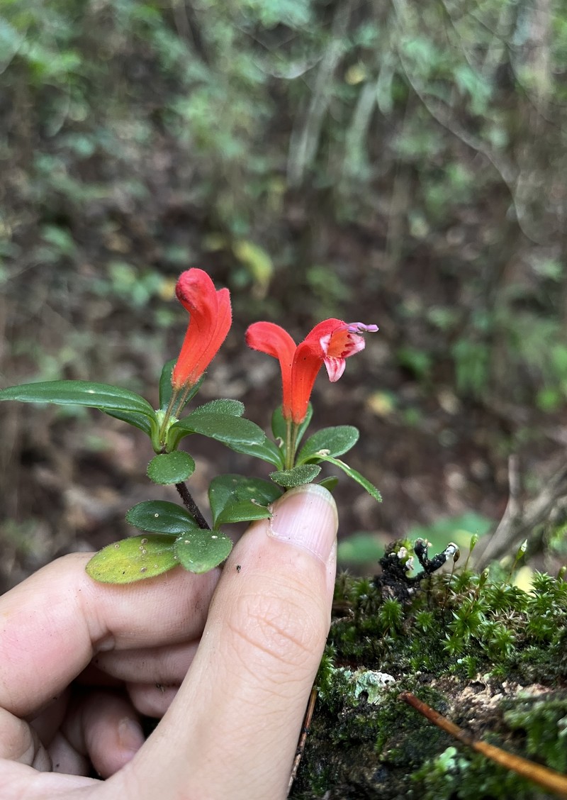 Aeschynanthus persimilis photo 8