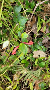 Aeschynanthus philippinensis