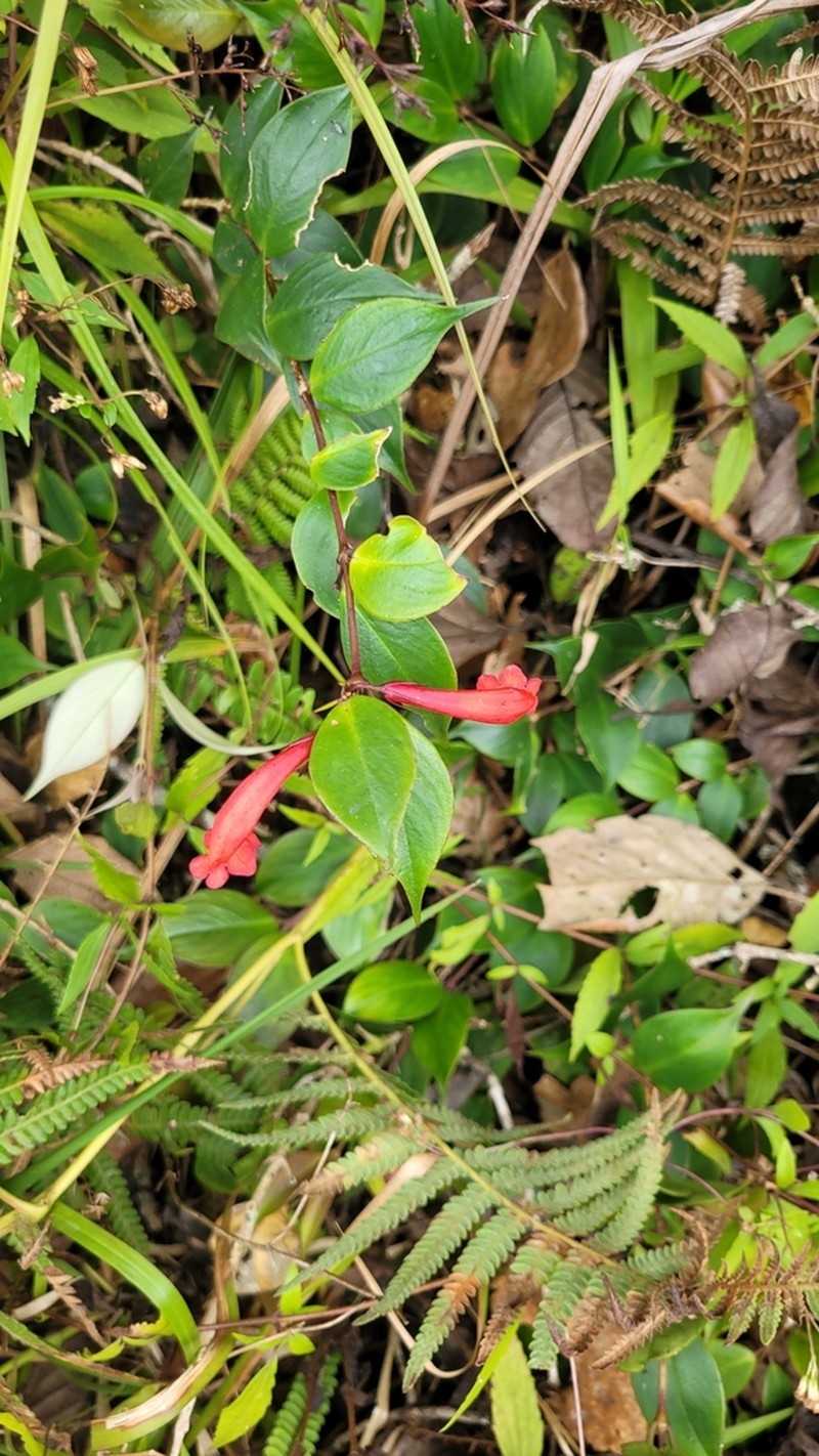 Aeschynanthus philippinensis