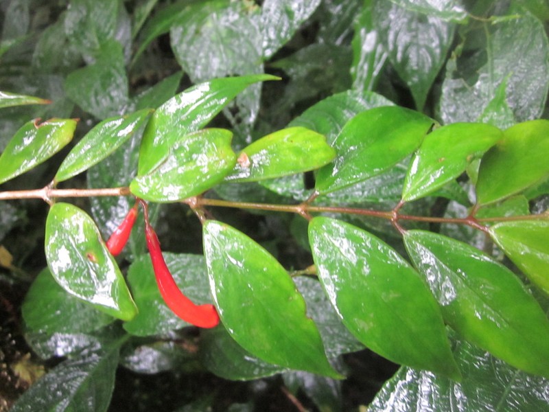 Aeschynanthus philippinensis photo 2