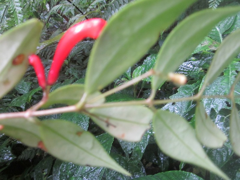 Aeschynanthus philippinensis photo 4