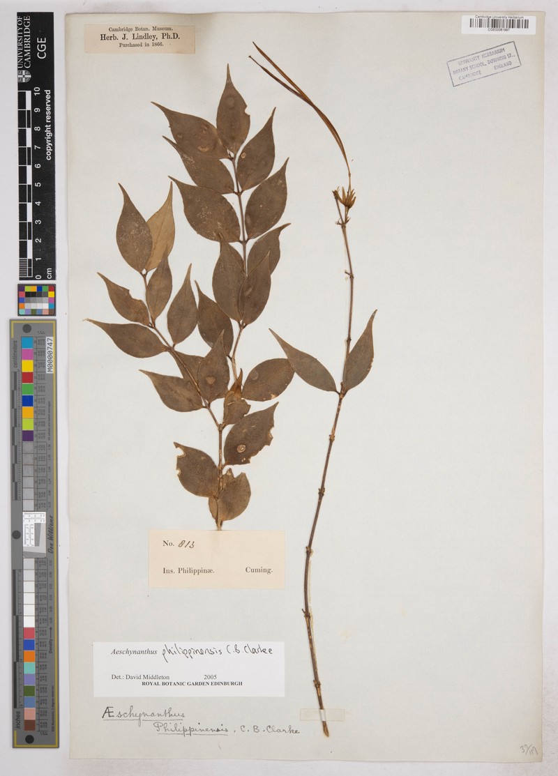 Aeschynanthus philippinensis photo 5