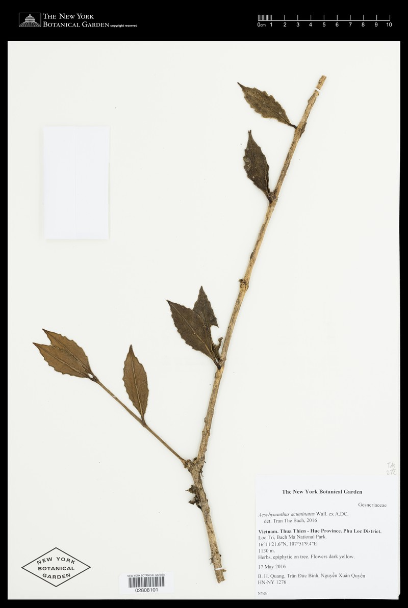 Aeschynanthus poilanei