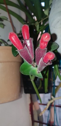 Aeschynanthus pulcher