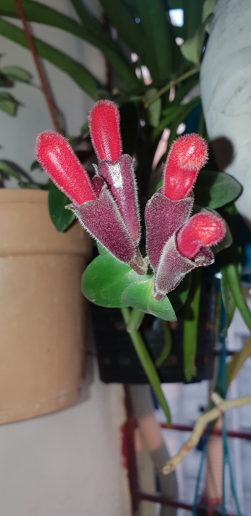 Aeschynanthus pulcher