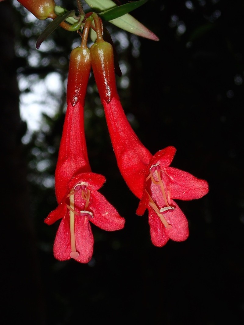 Aeschynanthus pulcher photo 2