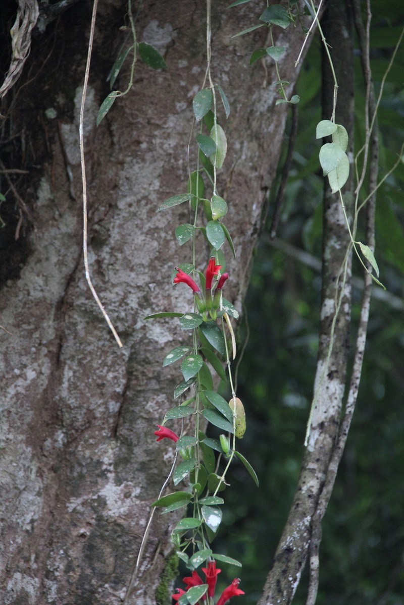 Aeschynanthus pulcher photo 3