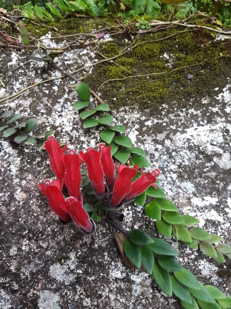 Aeschynanthus pulcher photo 4