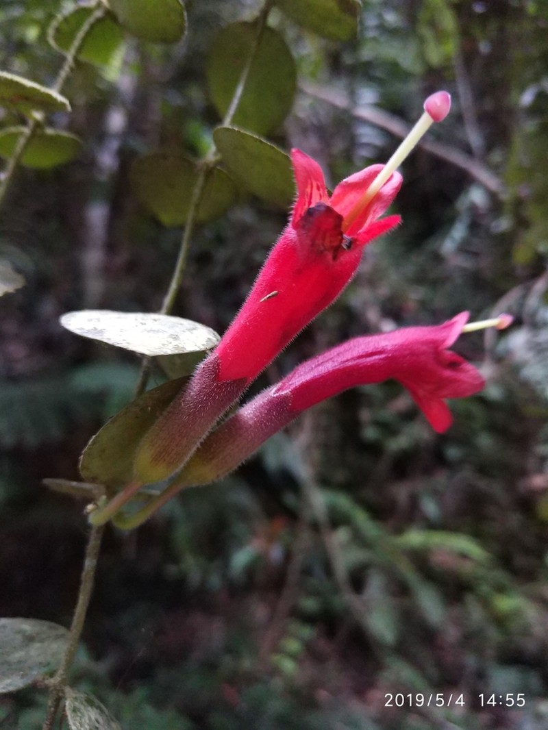 Aeschynanthus pulcher photo 5