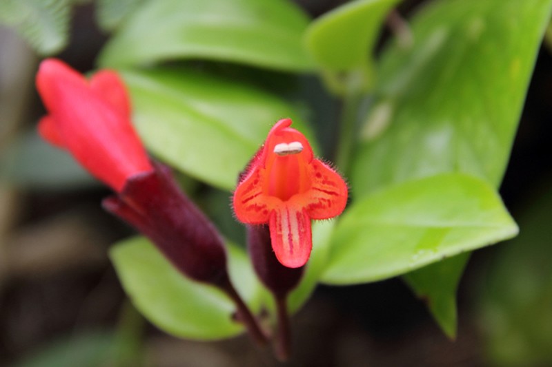 Aeschynanthus pulcher photo 6