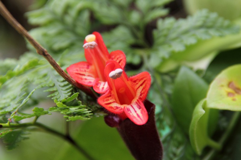 Aeschynanthus pulcher photo 7