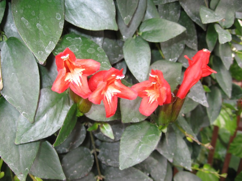 Aeschynanthus pulcher photo 8