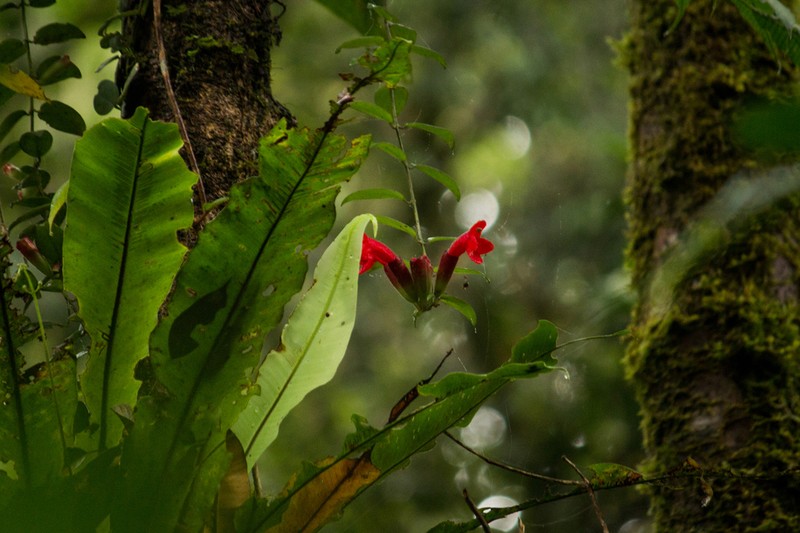 Aeschynanthus radicans photo 2