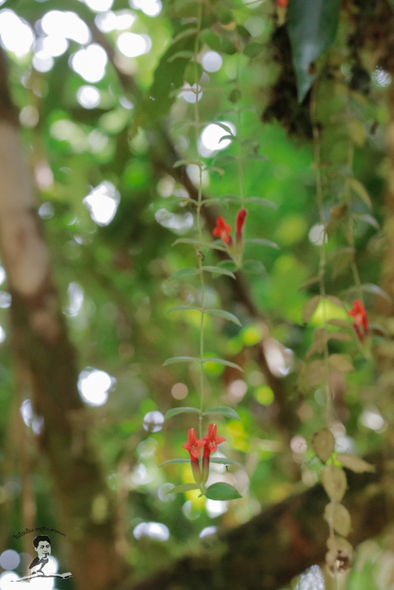 Aeschynanthus radicans photo 3