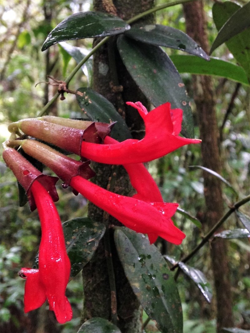 Aeschynanthus radicans photo 4