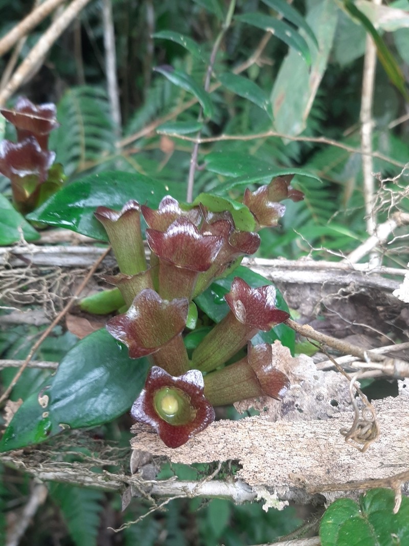 Aeschynanthus radicans photo 5