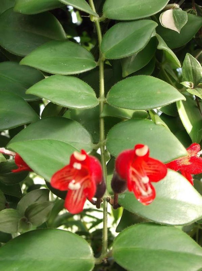 Aeschynanthus radicans photo 7