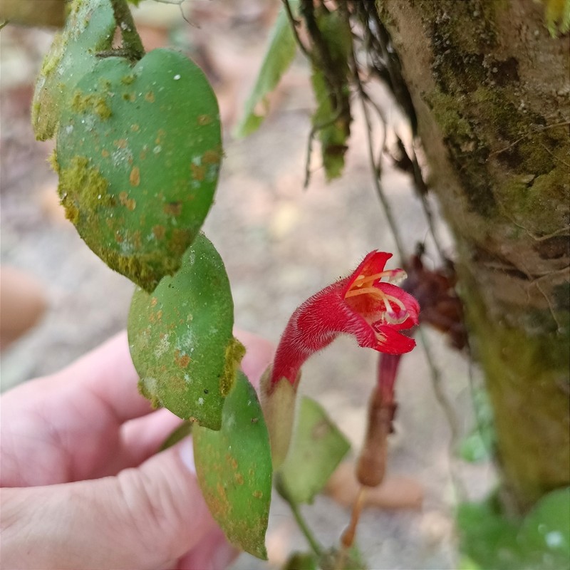 Aeschynanthus radicans photo 8