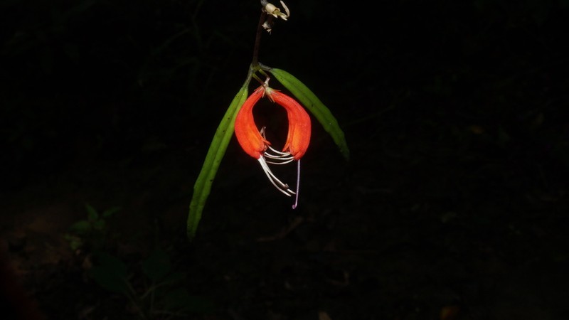 Aeschynanthus reiekensis