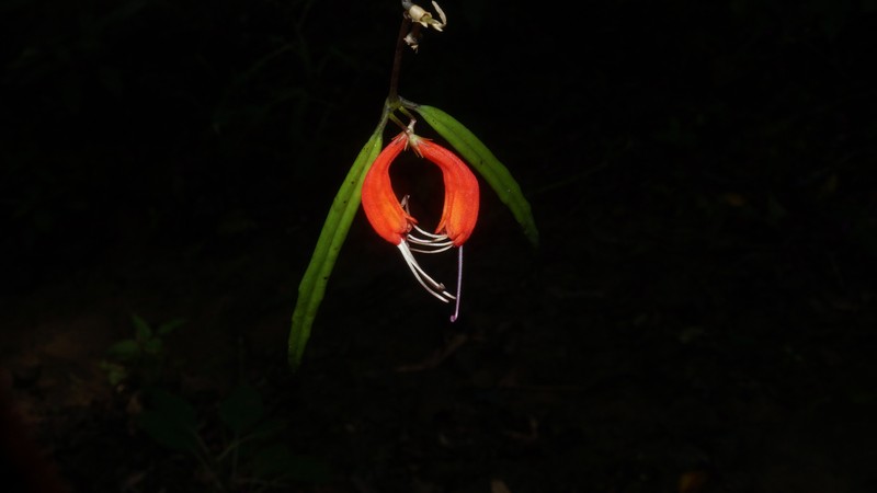 Aeschynanthus reiekensis photo 2