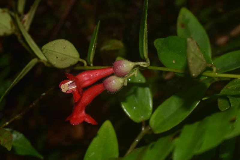 Aeschynanthus rejieae