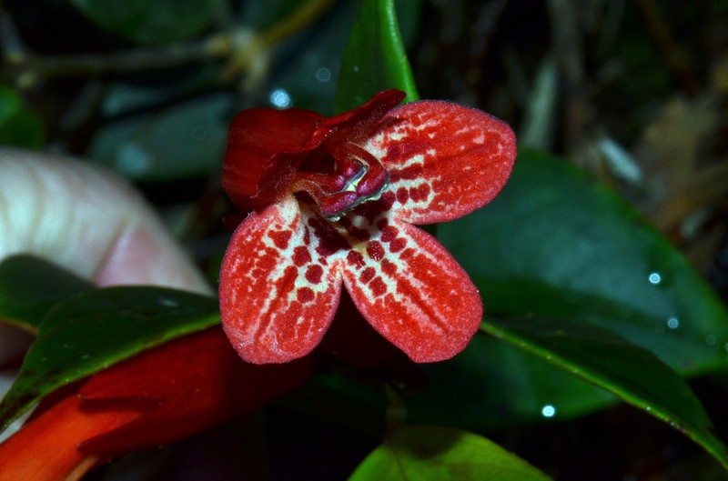 Aeschynanthus rhododendron