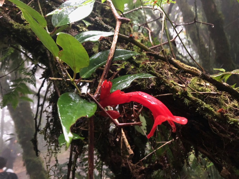 Aeschynanthus rhododendron photo 3