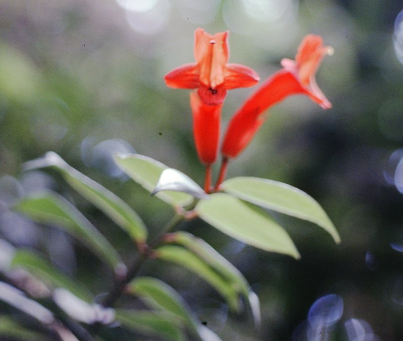 Aeschynanthus rhododendron photo 4