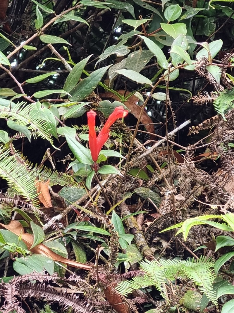 Aeschynanthus rhododendron photo 5