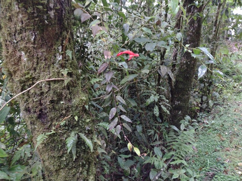 Aeschynanthus rhododendron photo 6