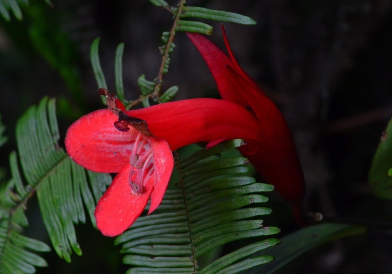 Aeschynanthus rhododendron photo 7