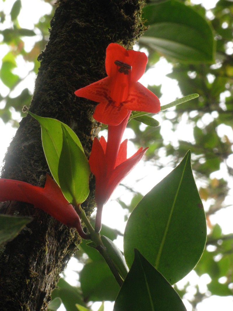 Aeschynanthus rhododendron photo 8