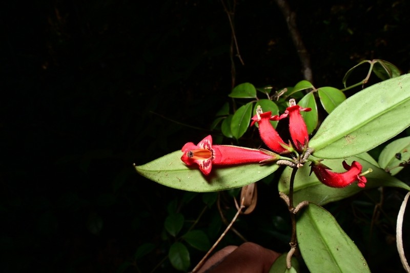 Aeschynanthus rizalensis