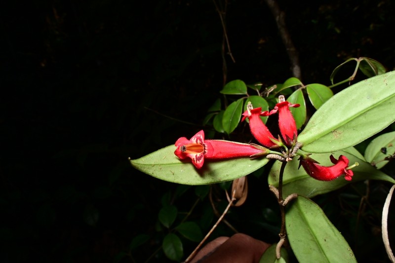 Aeschynanthus rizalensis photo 2