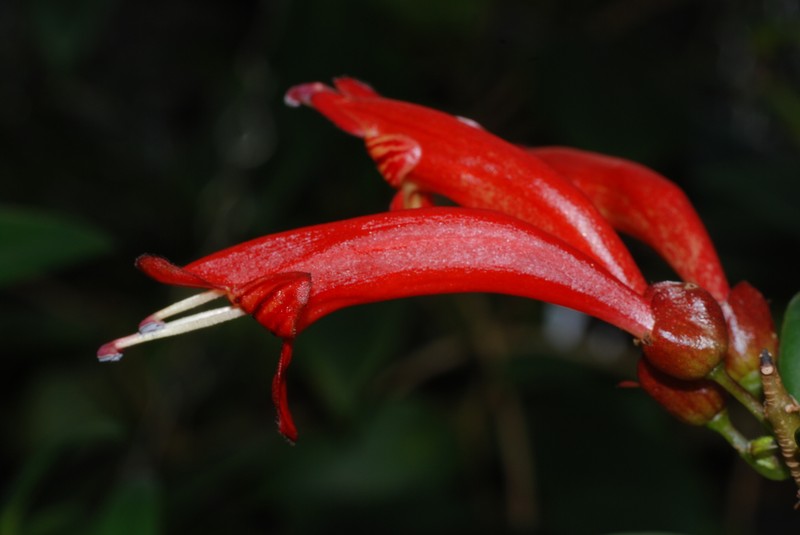 Aeschynanthus scottii