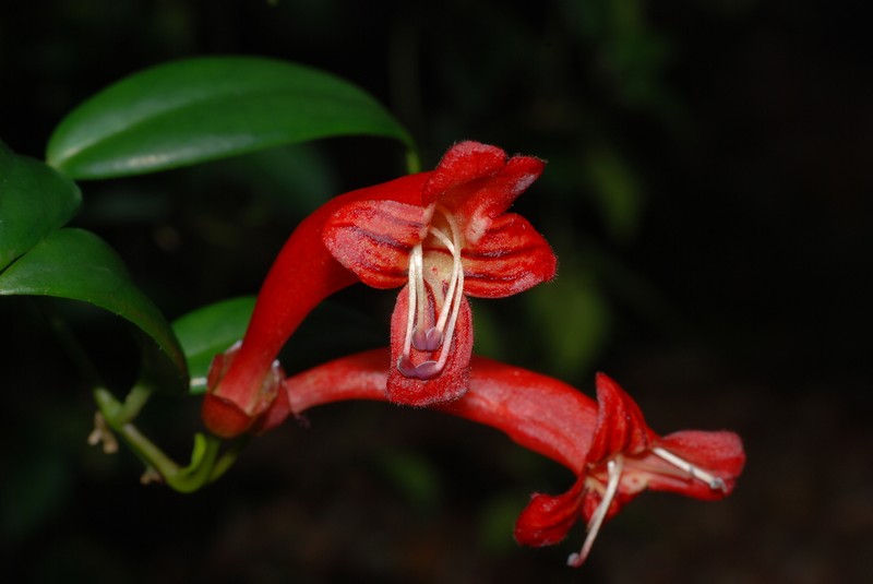 Aeschynanthus scottii