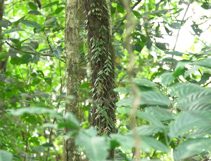 Aeschynanthus setosus