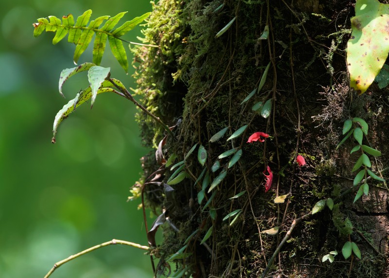 Aeschynanthus setosus photo 2