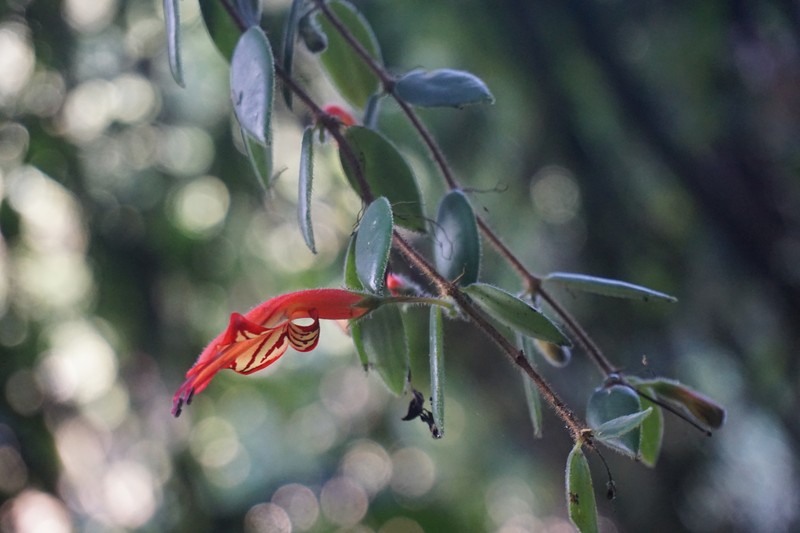 Aeschynanthus setosus photo 3