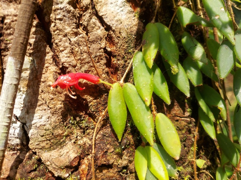 Aeschynanthus setosus photo 4