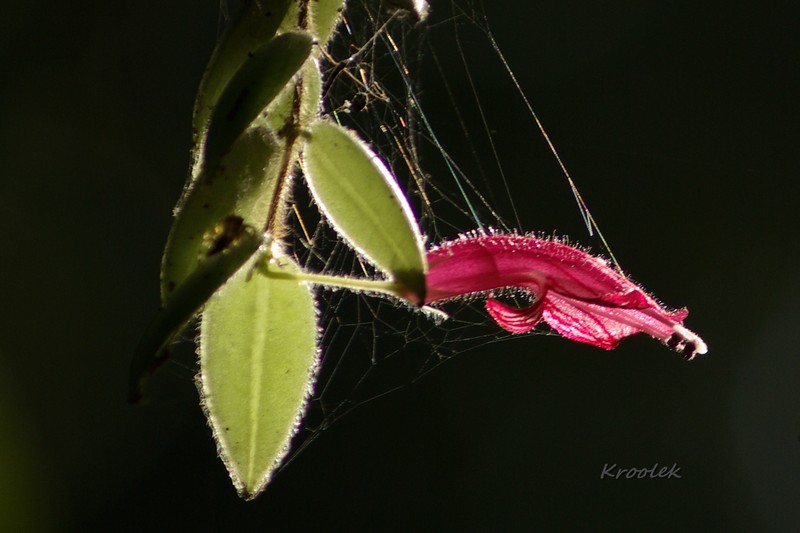 Aeschynanthus setosus photo 5