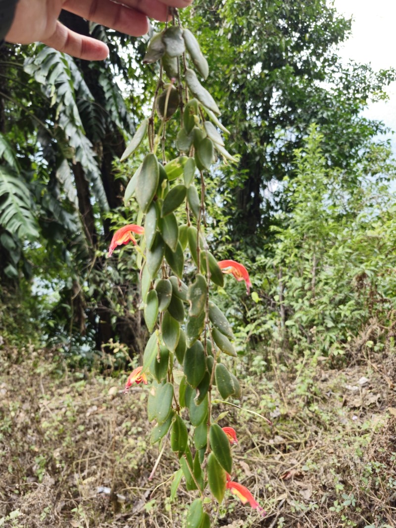 Aeschynanthus setosus photo 7