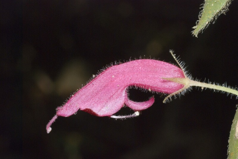 Aeschynanthus setosus photo 8